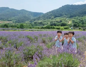 라벤더 재배 배수 확보 햇빛 관리 향 오래 유지_4