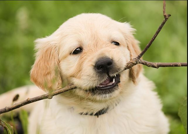 나뭇가지를 귀엽게 물고 있는 아기 리트리버 강아지의 정면 사진