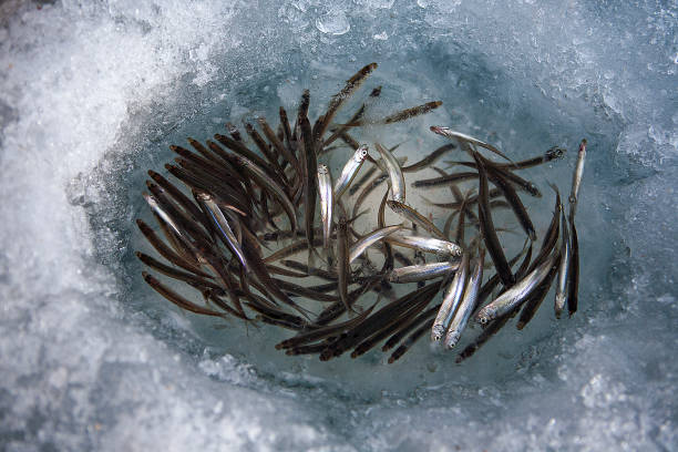 양평 빙송어축제 프로그램