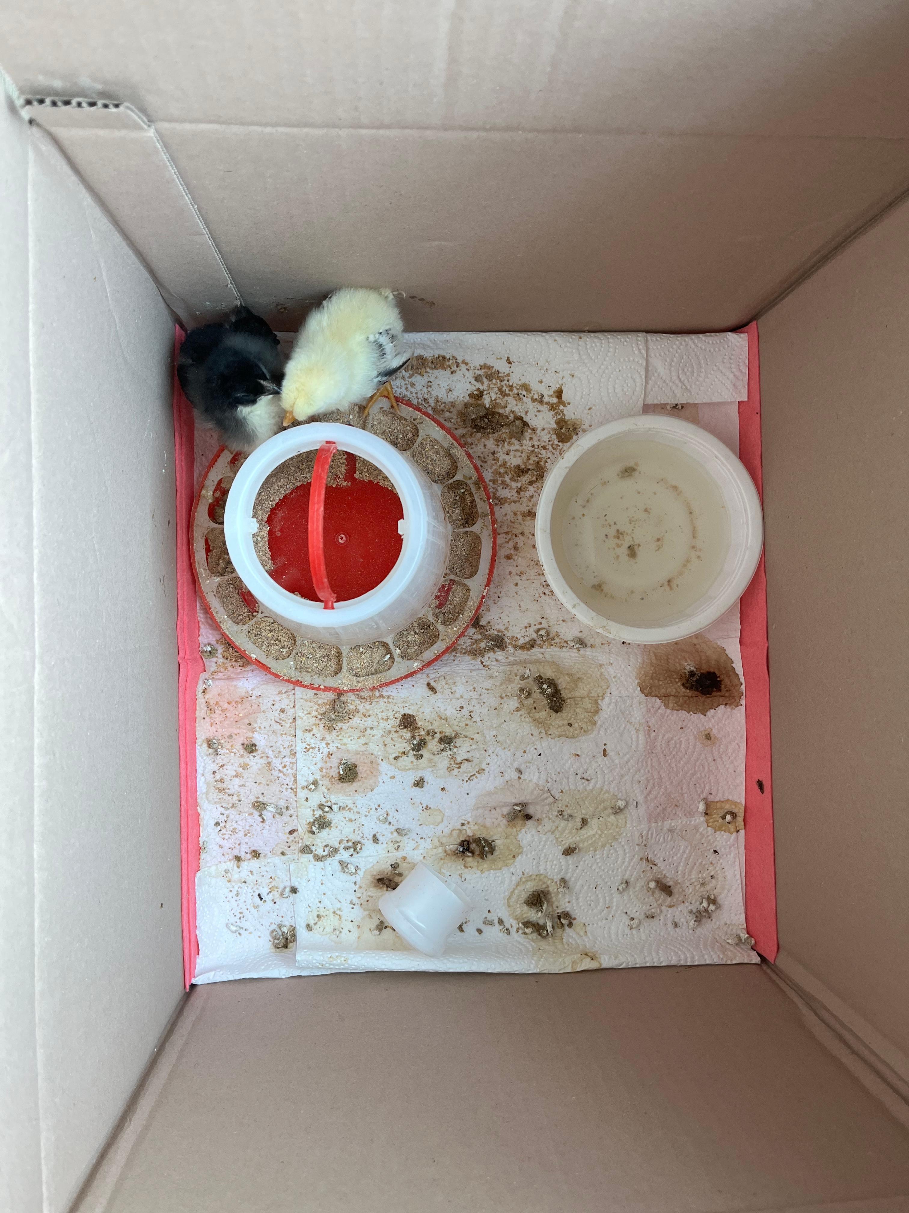 병아리 하룻밤 지난 후