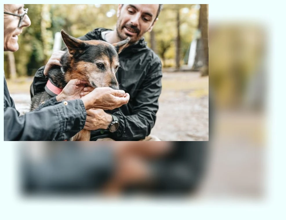 유기동물 입양_1_subsection