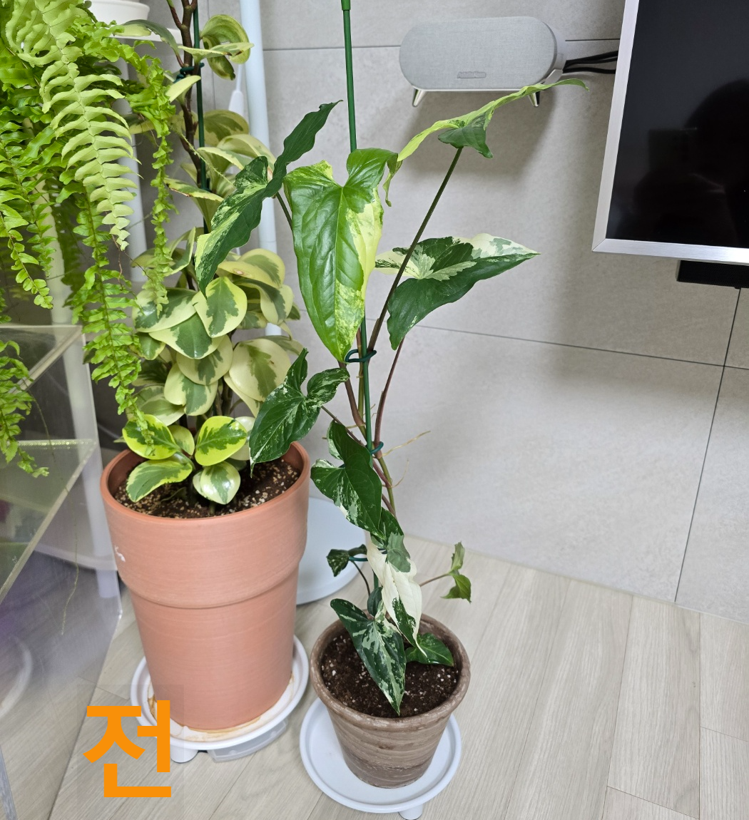 무늬싱고니움 분갈이 전