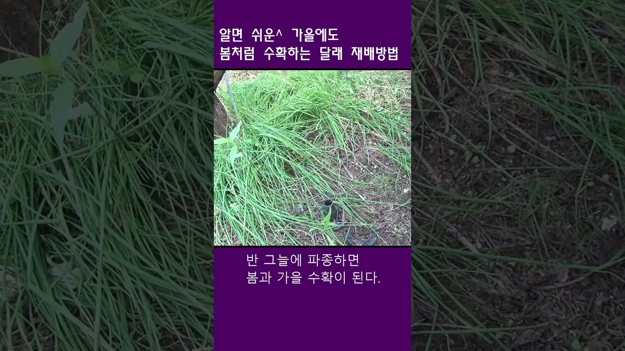 달래 재배 분구 나누기 화분 키우기 향 유지_7