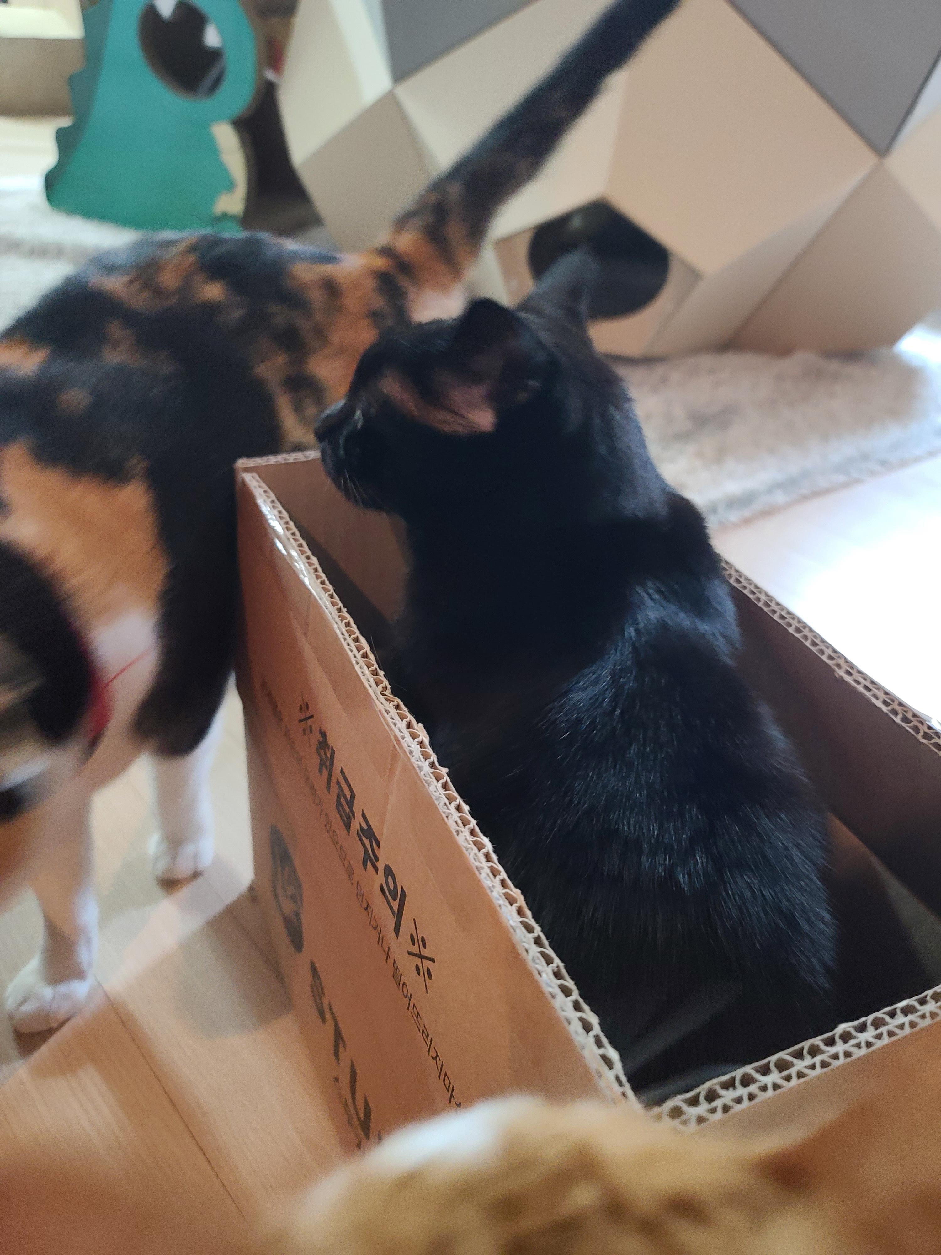 박스가 풍년이다!(feat.신난 건이와 요미.그리고 두리)