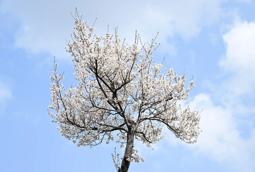 벚꽃과 하늘이 가득 담기게 찍기4