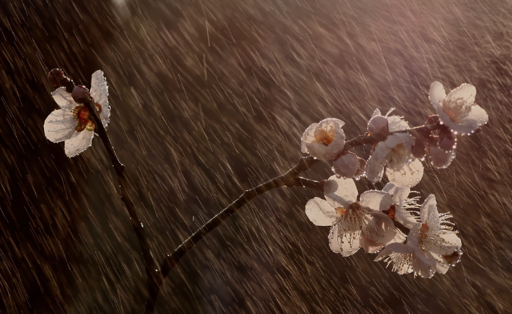 전국 벚꽃 축제 일정 총정리