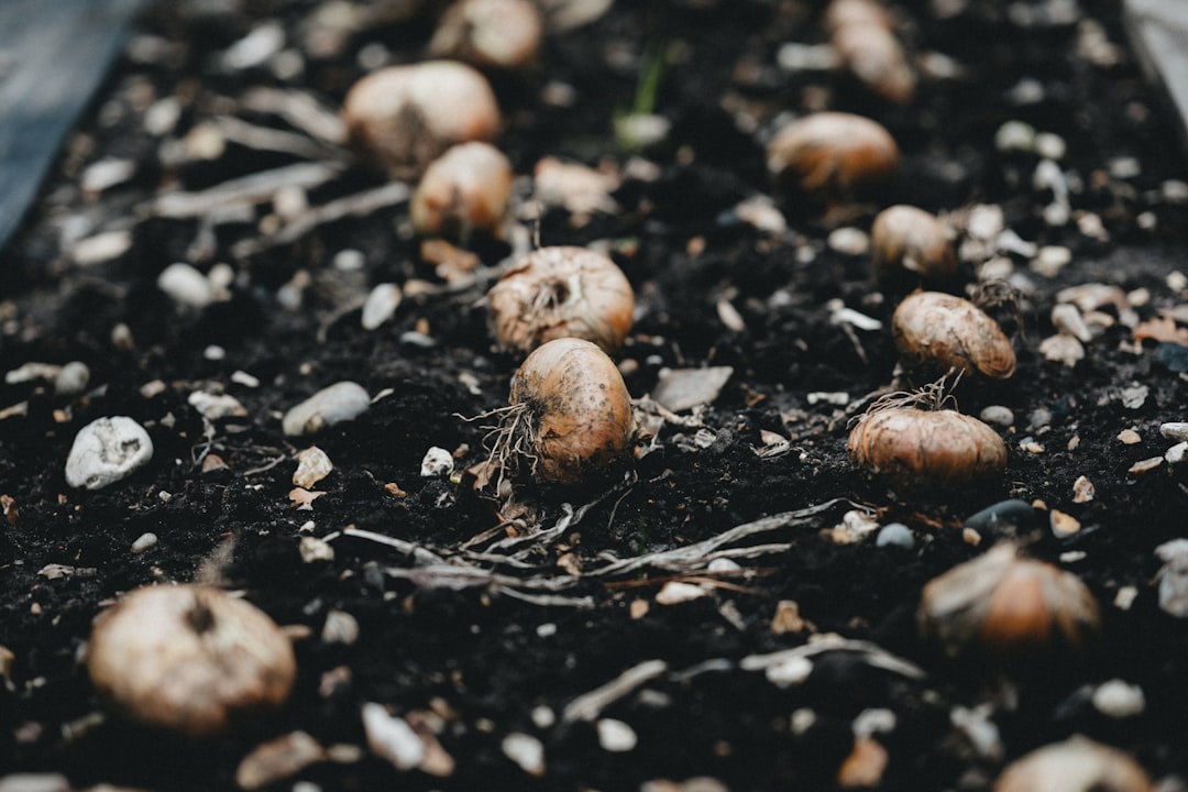 Seed Savings Account