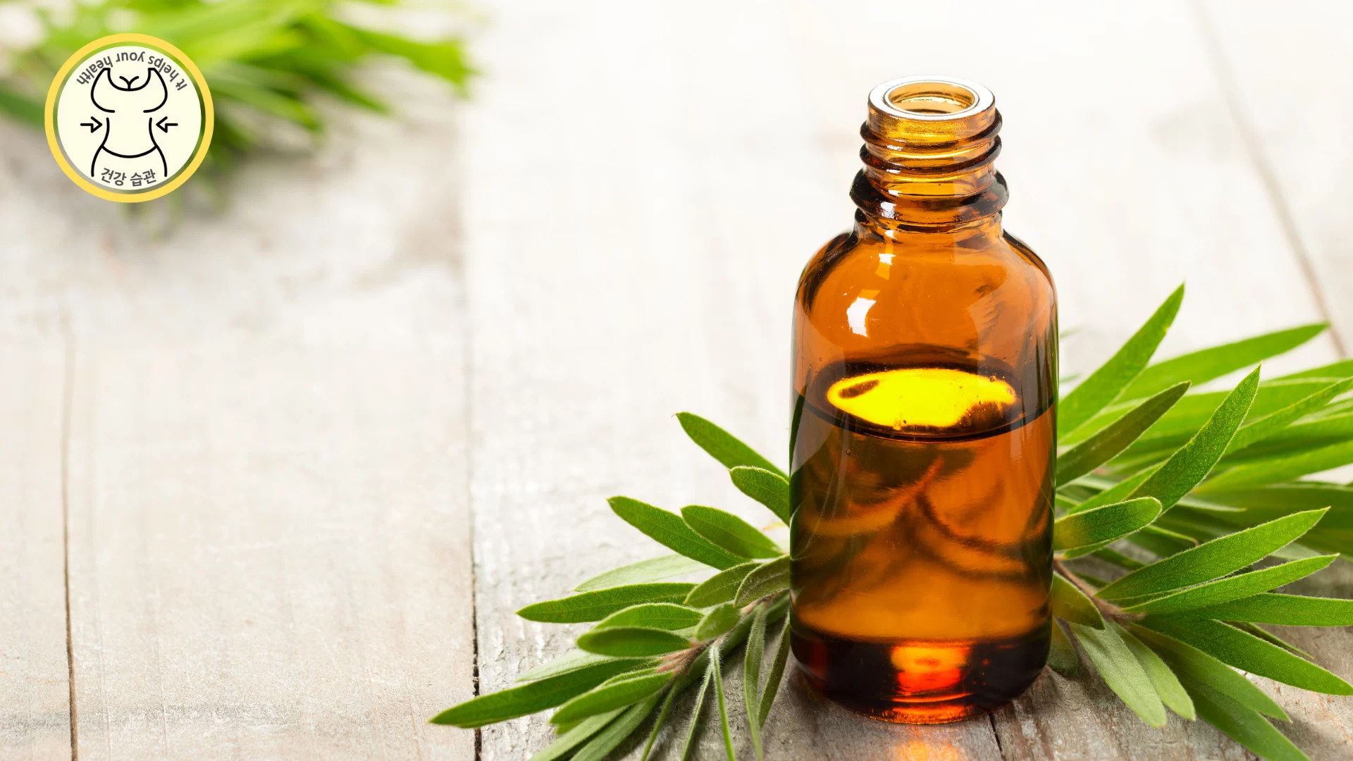 내성발톱 민간요법 - 티트리 오일