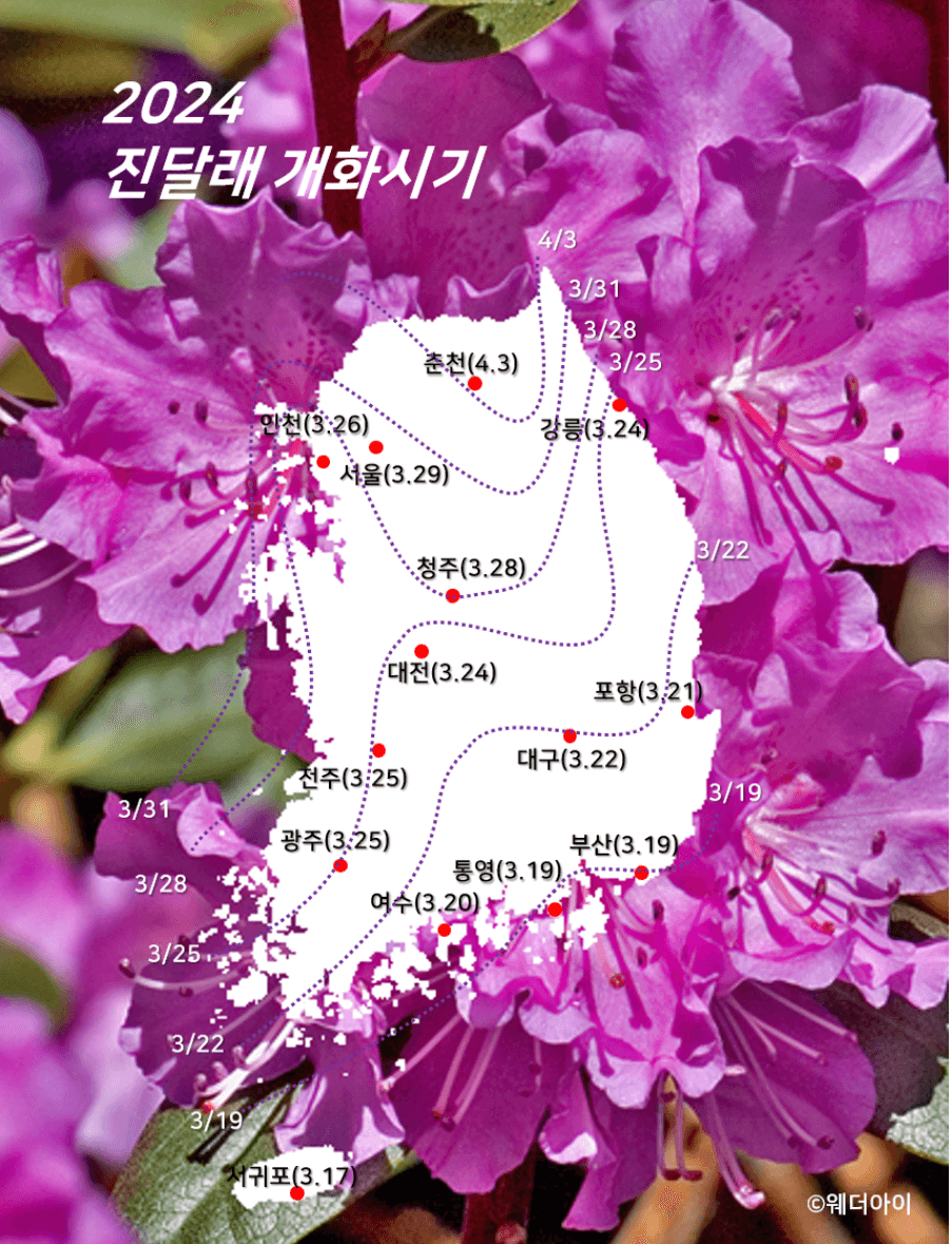 2024년 벚꽃 봄꽃 개화시기