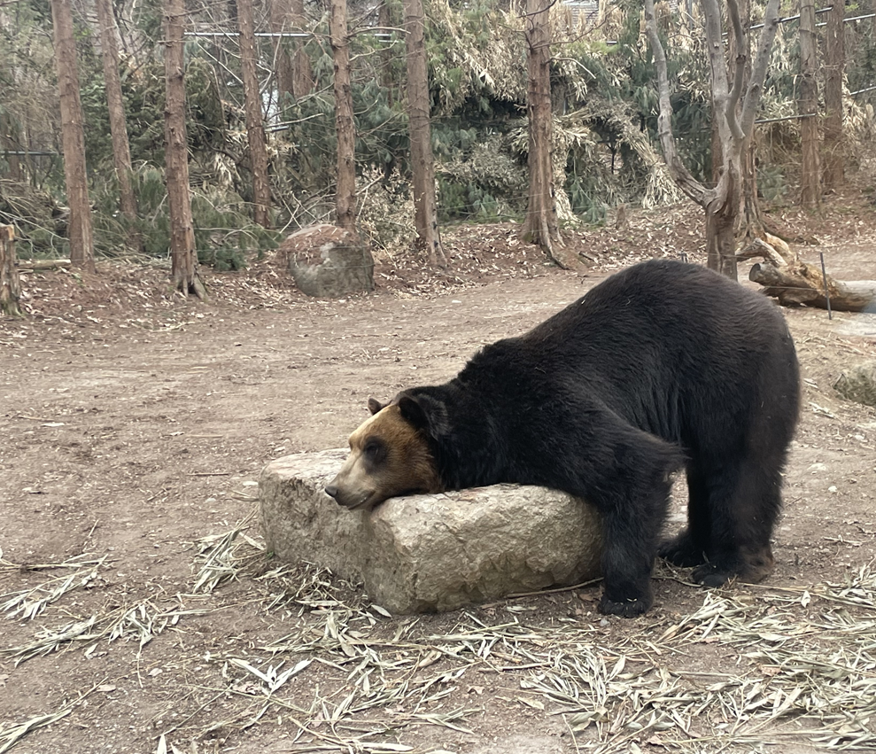 에버랜드 사파리월드