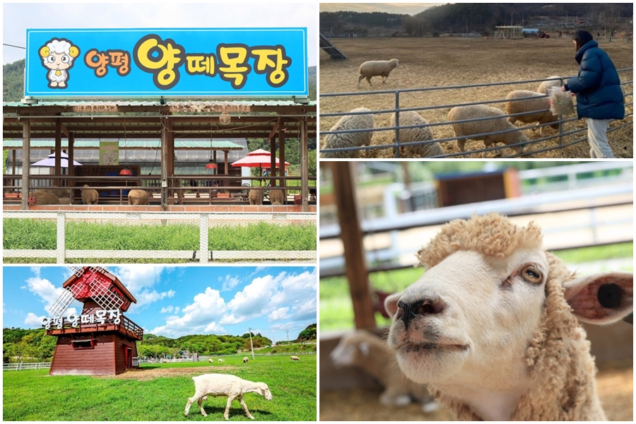 양평-가볼만한곳-베스트10-양평-양떼목장