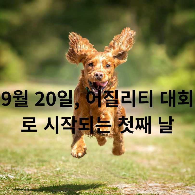 2025 서울 반려견 올림픽 신청 방법