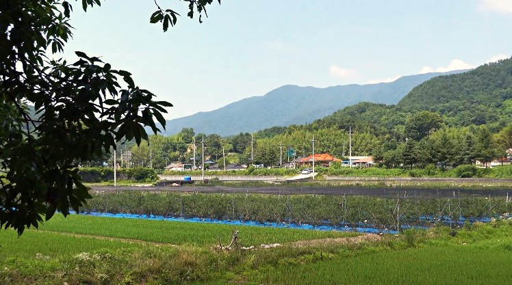 동호솔숲