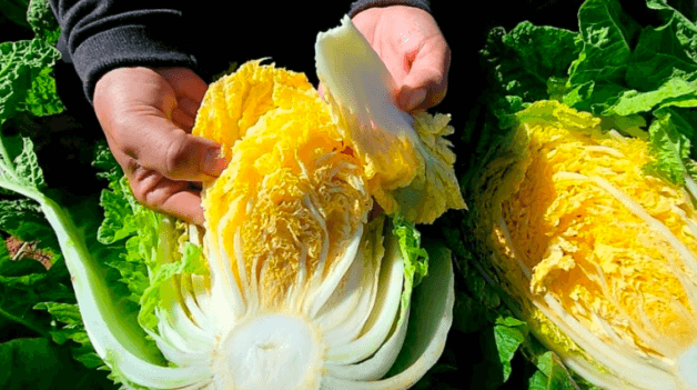 황금배추 &amp; 수박무 평택 &amp;#39;솔바위농원&amp;#39; 