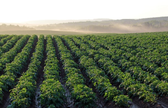 감자 수확시기 타이밍과 방법 17