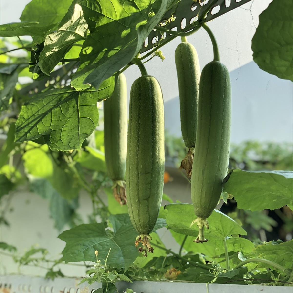 수세미차 효능