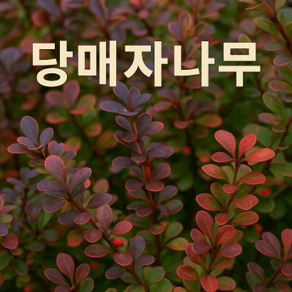 사계절을 담은 당매자나무