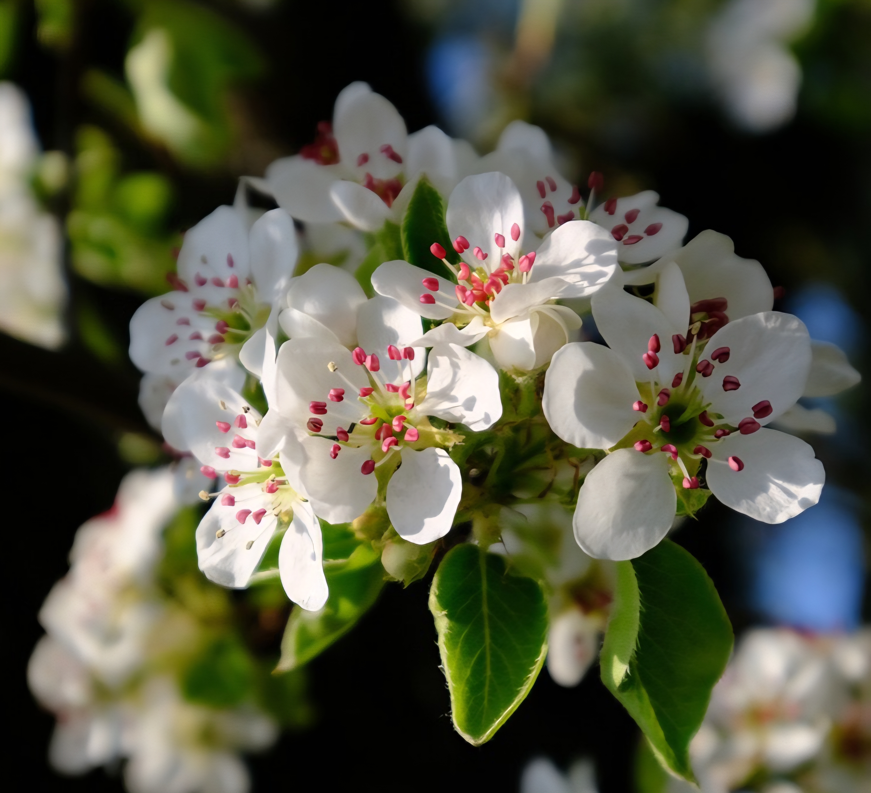 봄 햇살 아래 핀 배나무꽃