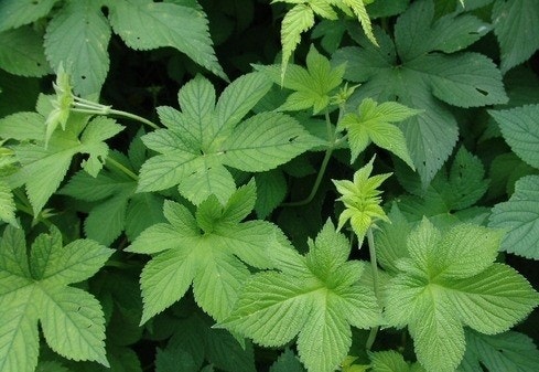 환삼덩굴, 알러지부터 차·한약재 활용까지 총정리 관련 사진