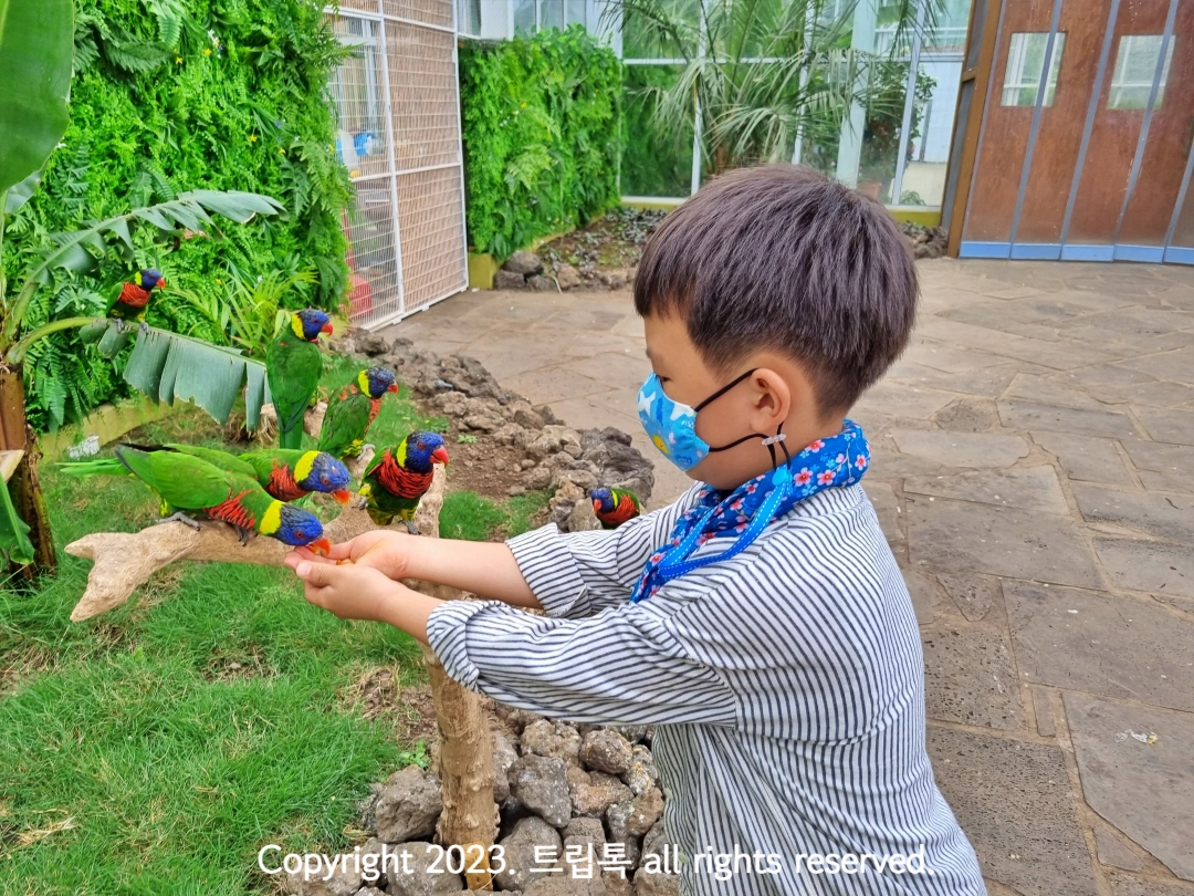 연두&amp;#44; 노랑&amp;#44; 파랑&amp;#44; 빨강의 새에게 아이가 두 손으로 먹이를 준다.