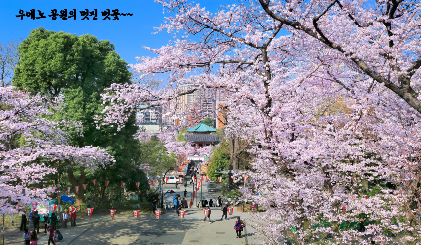 우에노공원 벗꽃