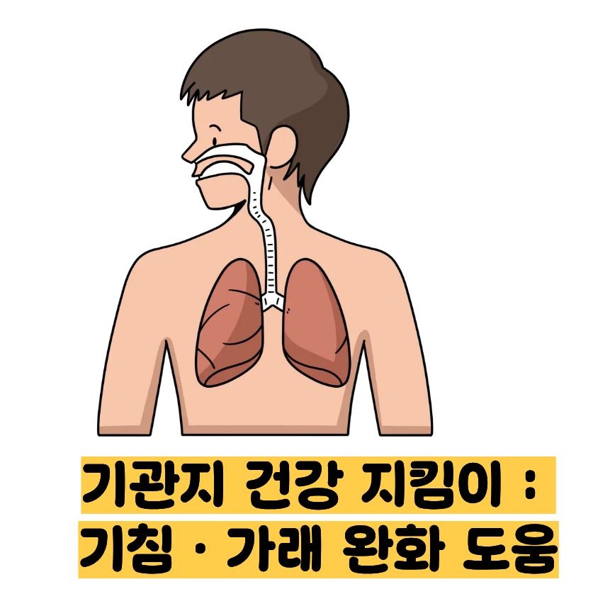 도라지청의 효능