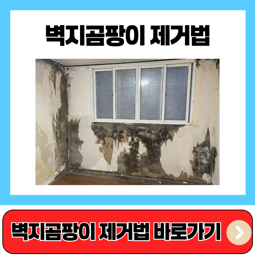벽지곰팡이 제거법