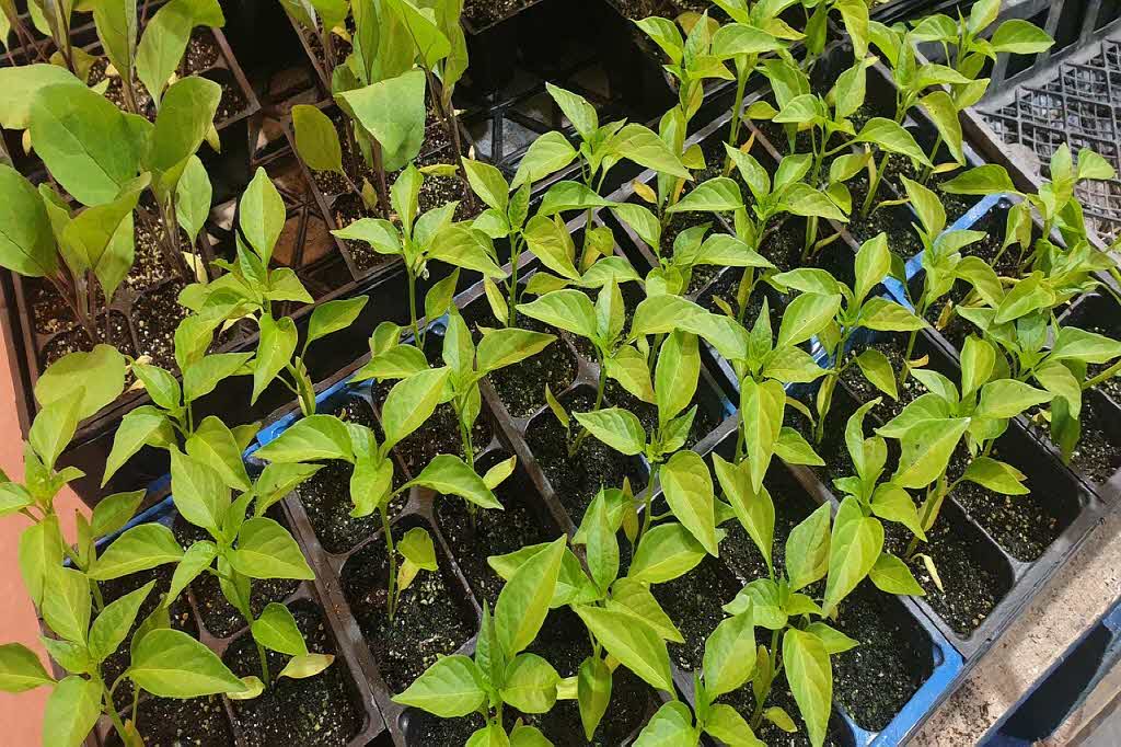 봄철 텃밭 관리의 기본: 시작하는 방법과 필요한 준비물