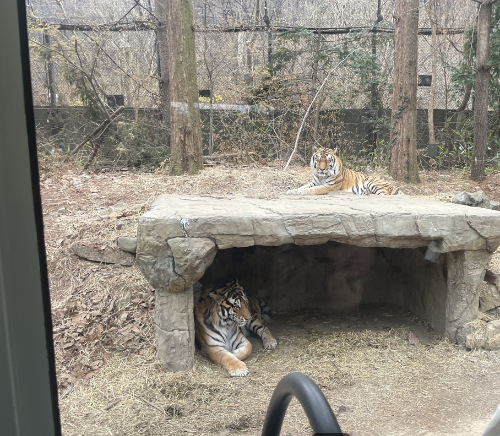 에버랜드 사파리월드