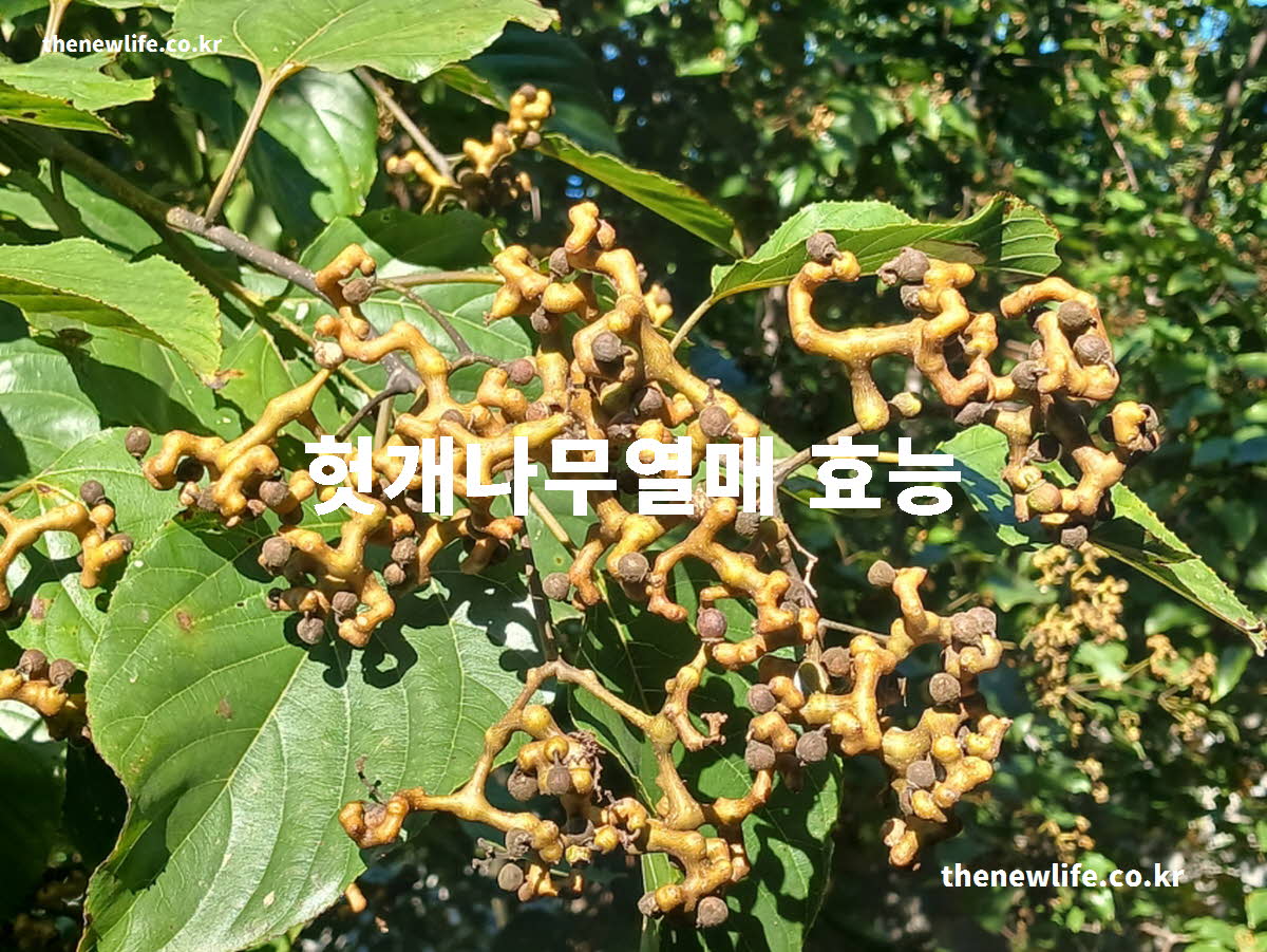 헛개나무열매 효능 대표 실사진