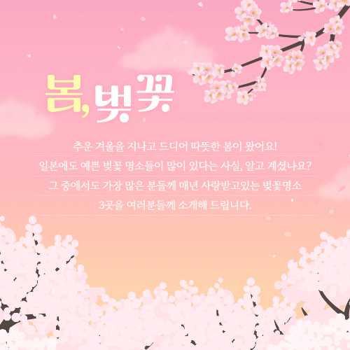 일본 벚꽃 개화 시기