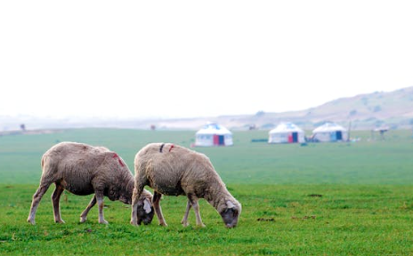 몽골 중부지역 여행 11