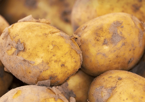 위장 점막 보호하는 음식