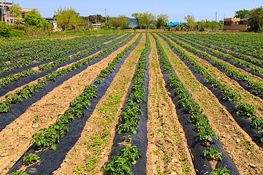 가을감자심는시기 씨감자 파종시기 재배 키우는 방법 감자캐는시기 3