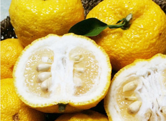 겨울 과일 종류