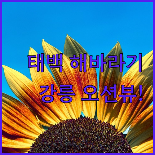 여름 강원도 여행 태백 해바라기 축제..