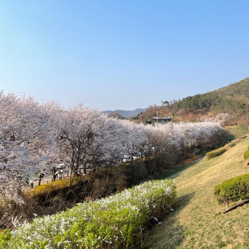 2024년 벚꽃 개화시기/ 지역별 명소