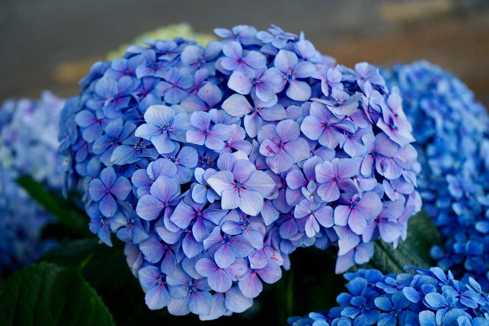 남부면 수국축제