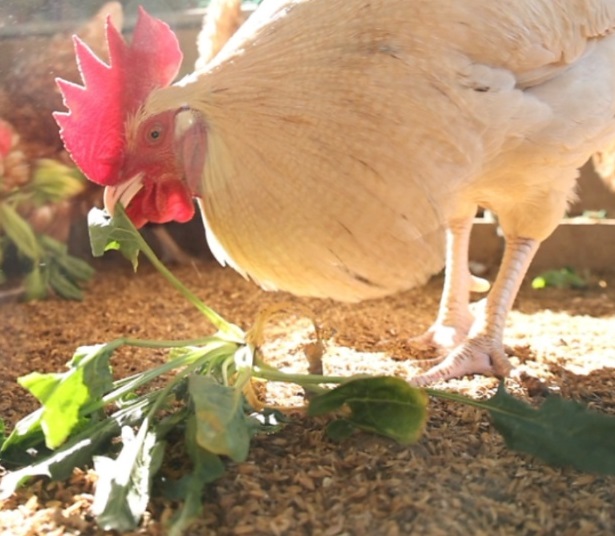 동네한바퀴-경기도-연천-유정란-유나네자연숲농장