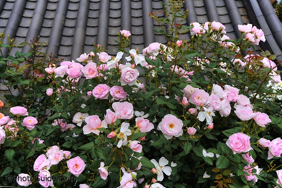 전주수목원장미