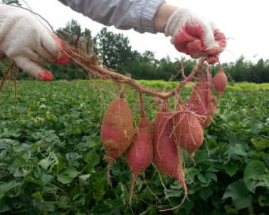 고구마 수확시기