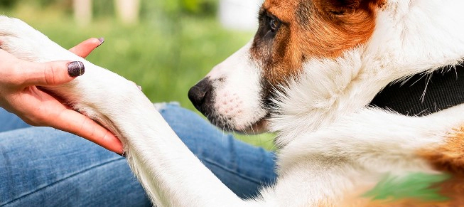 강아지 관절 영양제 추천