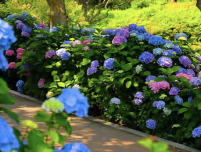 수국길을 따라 걷는 여행객과 바다를 배경으로 담은 모습