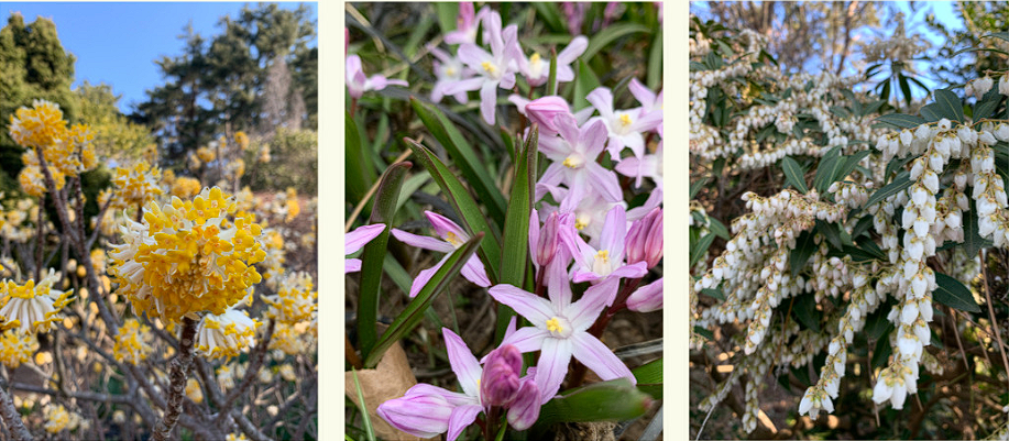 천리포 수목원 목련축제
