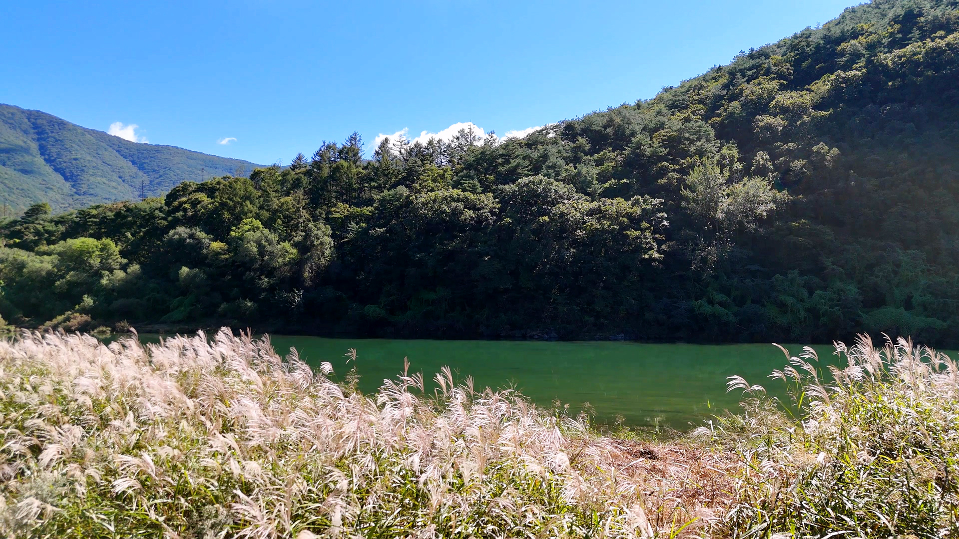 영월 동강 붉은 메밀꽃 축제 홍메밀축제