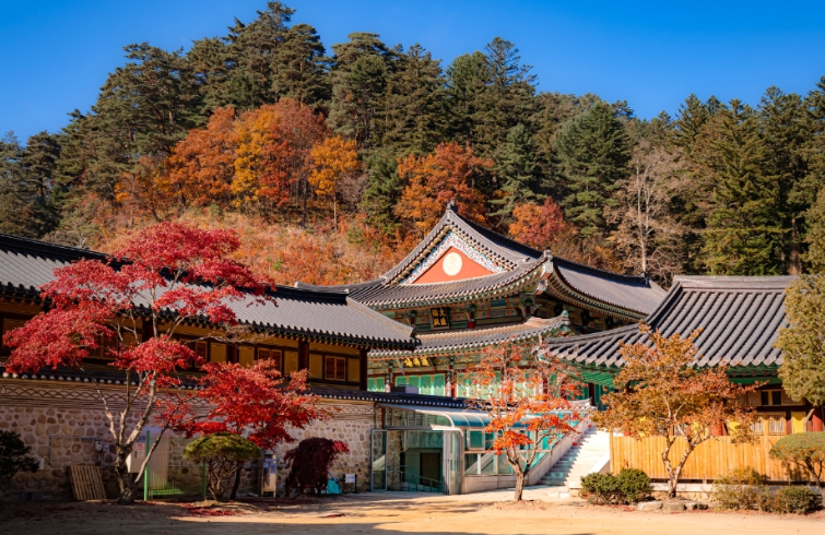 평창 오대산 국립공원 단풍 명소 추천, 여행 팁, 단풍 절정 시기, 월정사 선재길, 섶다리 포인트