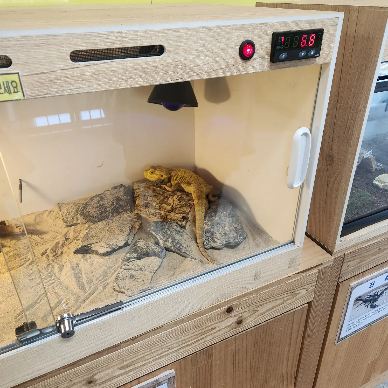 케이지-안-도마뱀