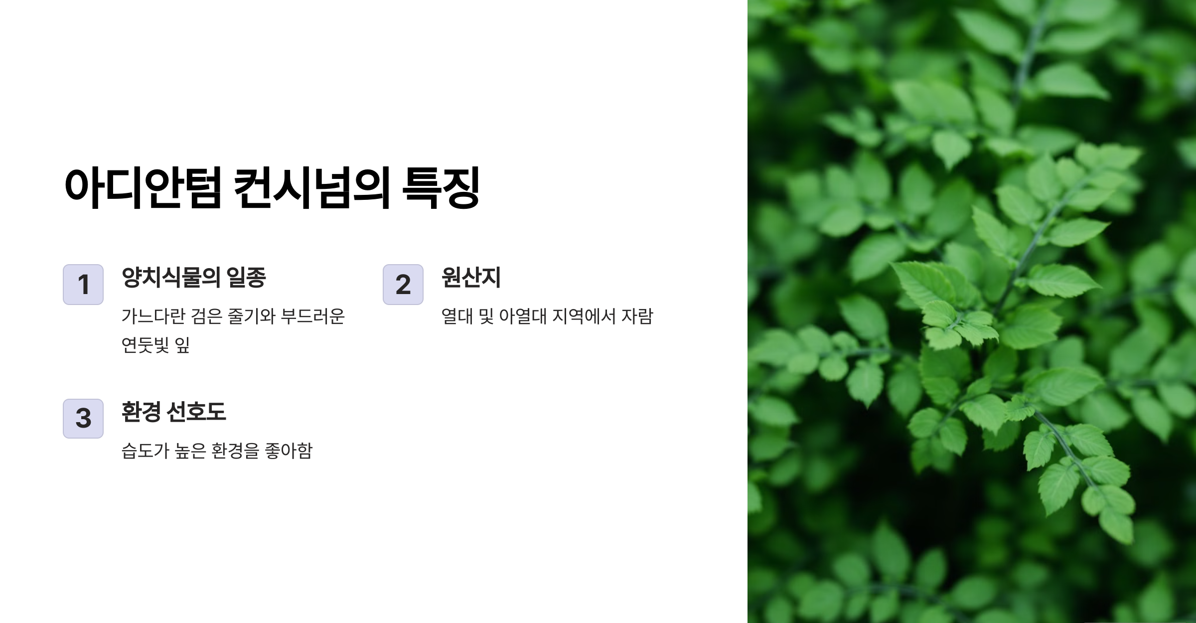 아디안텀 컨시넘