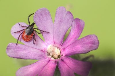 모기 진드기 기피제