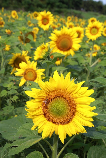 함안 강주 해바라기 축제 일정
